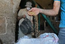دير الزور تجهّز مراكز تسلّم القمح لموسم 2025