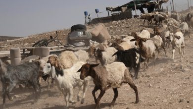 سرقة قطيع ماعز سوري